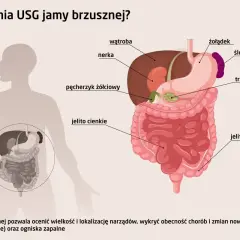 Ilustracja przedstawia narządy jamy brzusznej, które można zbadać podczas badań USG. Widoczne są wątroba, nerka, żołądek, jelito cienkie i grube, trzustka, śledziona i pęcherzyk żółciowy.