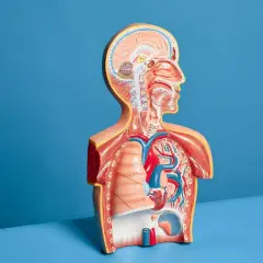 Model anatomiczny pokazuje serce, płuca i mózg. USG płuc co wykrywa? Zmiany w tkance płucnej, płyn w opłucnej.