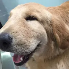 Puchaty golden retriever z opuchniętym pyskiem, który wygląda, jakby rana po ugryzieniu psa puchnie.