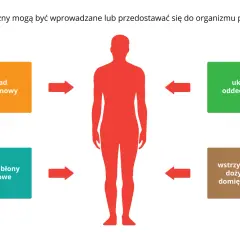 Trucizny wchodzą do organizmu przez układ pokarmowy, oddechowy, skórę i błony śluzowe, a także przez wstrzyknięcia. Objawy zatrucia dymem mogą być różne.