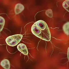 Widok mikroskopowy pasożytów Giardia lamblia, które mogą powodować objawy takie jak biegunka i bóle brzucha.