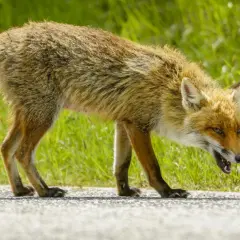 Lis z otwartym pyskiem, z widocznymi zębami, może być oznaką agresji lub innych wścieklizna objawy.