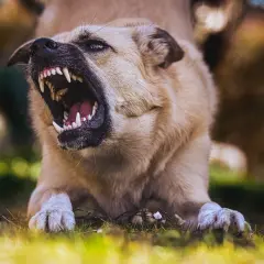Agresywny pies z odsłoniętymi kłami, ostrzegający przed lekkim ugryzieniem przez psa nieszczepionego.