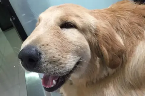 Puchaty golden retriever z opuchniętym pyskiem, który wygląda, jakby rana po ugryzieniu psa puchnie.