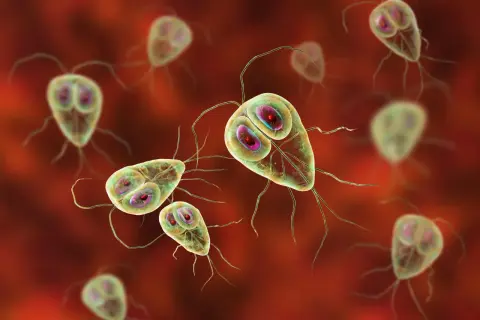 Widok mikroskopowy pasożytów Giardia lamblia, które mogą powodować objawy takie jak biegunka i bóle brzucha.