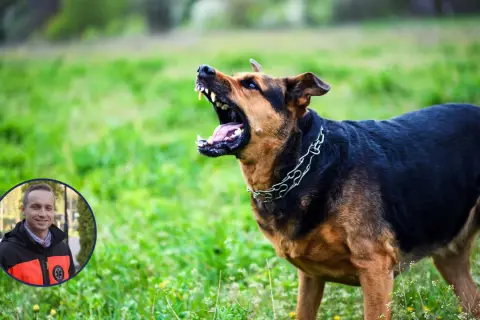Agresywny pies z łańcuchem na szyi, groźnie warczy. W rogu zdjęcie ratownika medycznego, przypominające o tym, że nawet lekkie ugryzienie przez psa szczepionego wymaga uwagi.