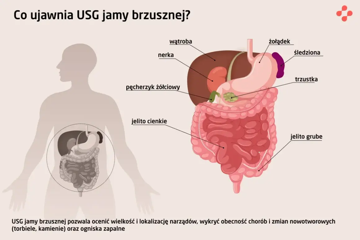 Ilustracja przedstawia narządy jamy brzusznej, które można zbadać podczas badań USG. Widoczne są wątroba, nerka, żołądek, jelito cienkie i grube, trzustka, śledziona i pęcherzyk żółciowy.