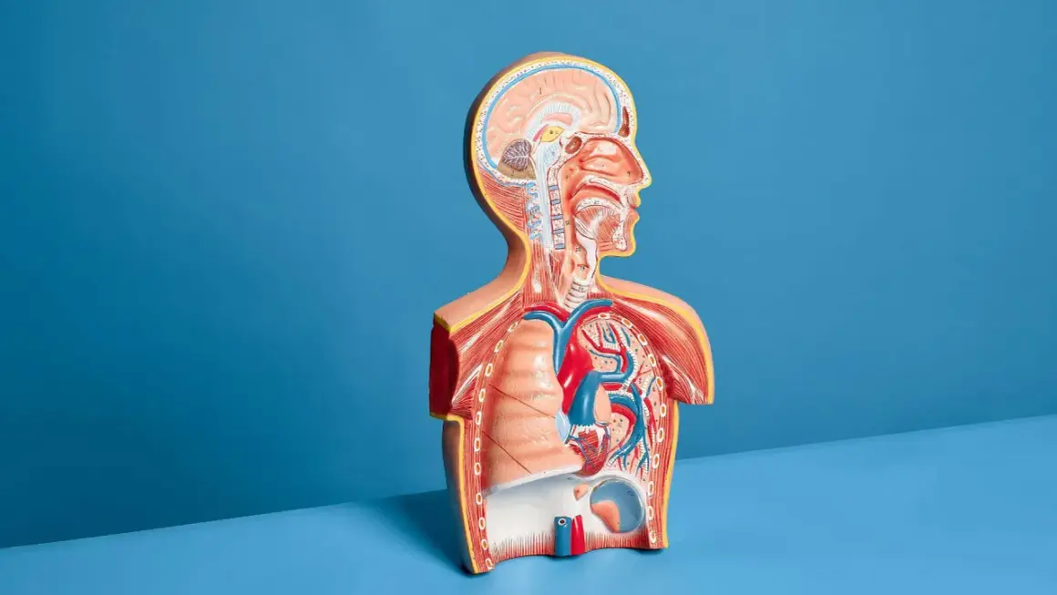 Model anatomiczny pokazuje serce, płuca i mózg. USG płuc co wykrywa? Zmiany w tkance płucnej, płyn w opłucnej.