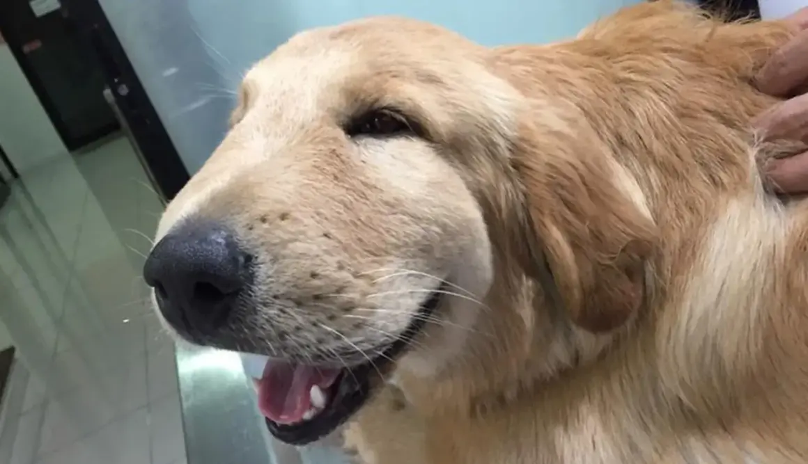 Puchaty golden retriever z opuchniętym pyskiem, który wygląda, jakby rana po ugryzieniu psa puchnie.