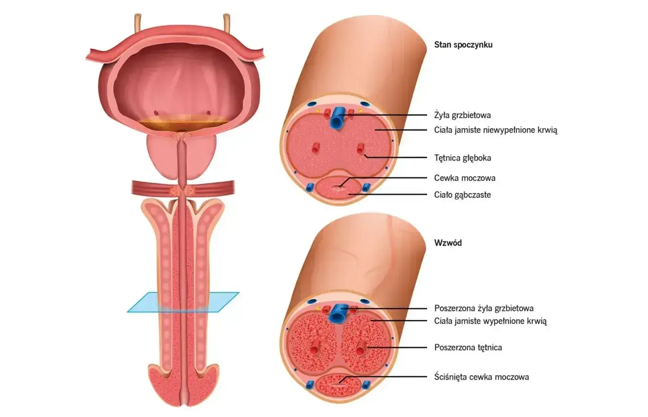 Anatomia prącia w stanie spoczynku i wzwodu. Ilustracja pokazuje przekroje, wyjaśniając, co to jest smegma i jak działa układ krwionośny.