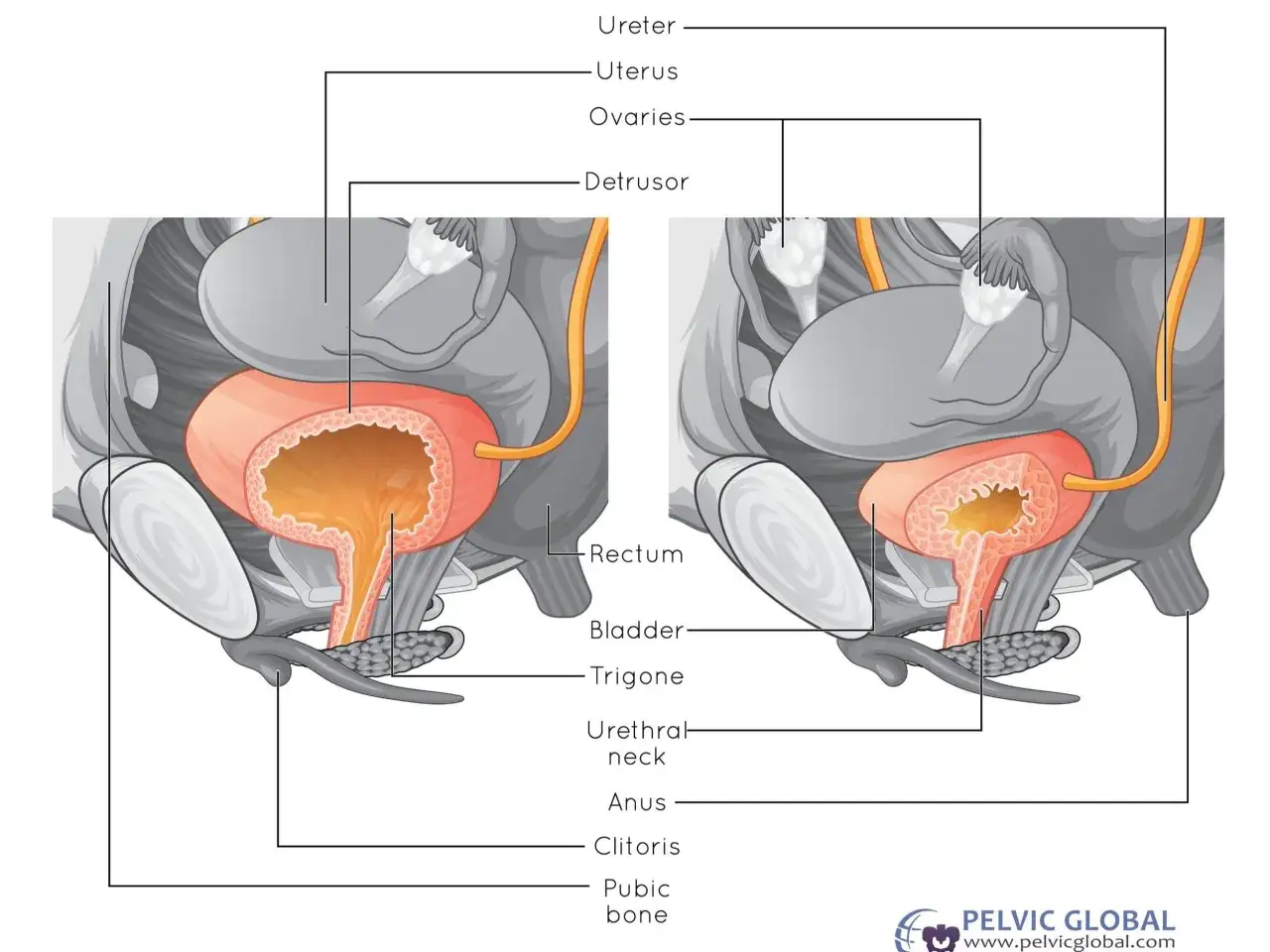 Anatomia miednicy, ilustracja pokazuje pęcherz, cewkę moczową i inne narządy. Uczucie parcia na mocz może być związane z ich stanem.